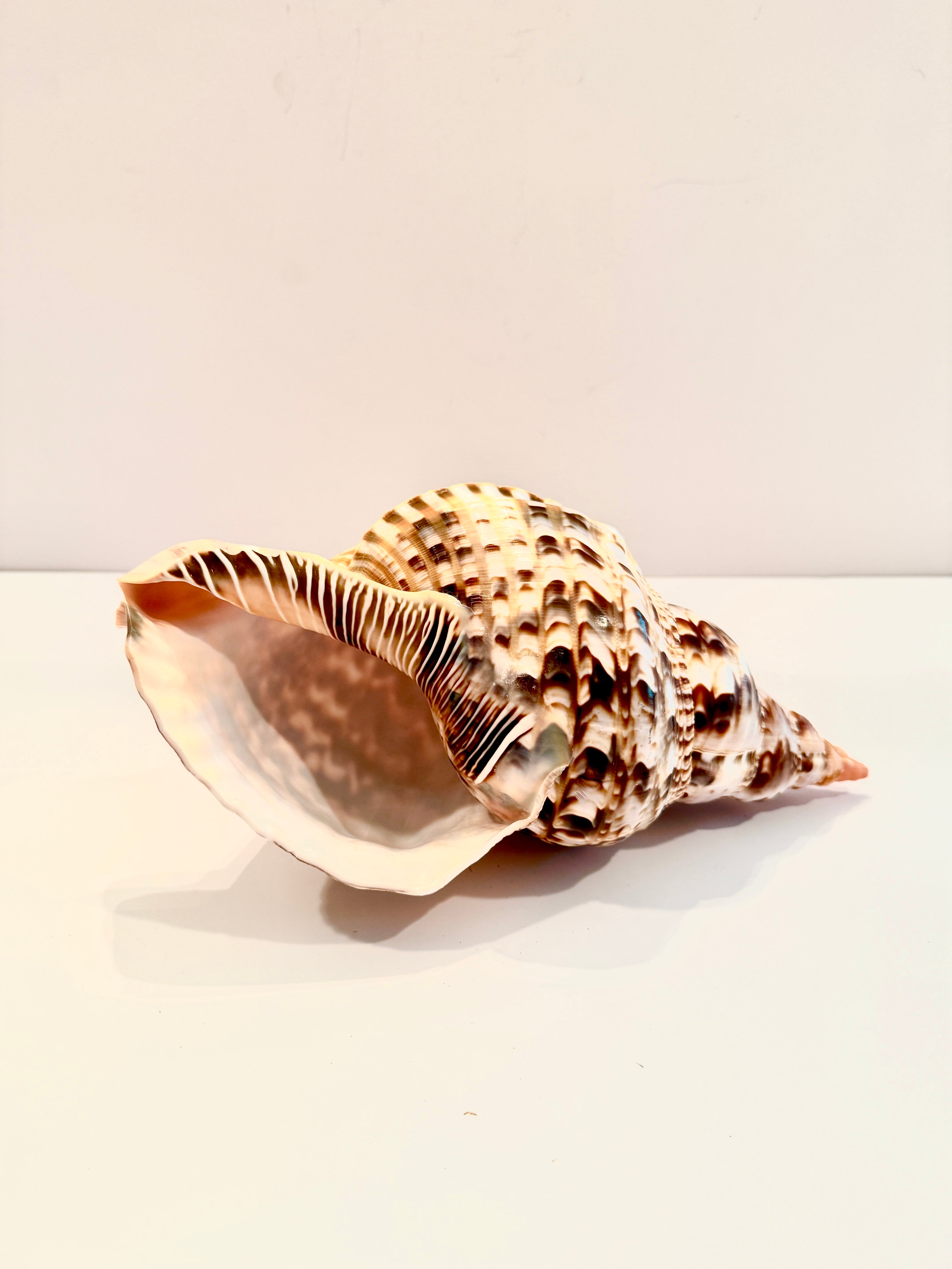 Large Spotted Triton Shell (Charonia nodifera)