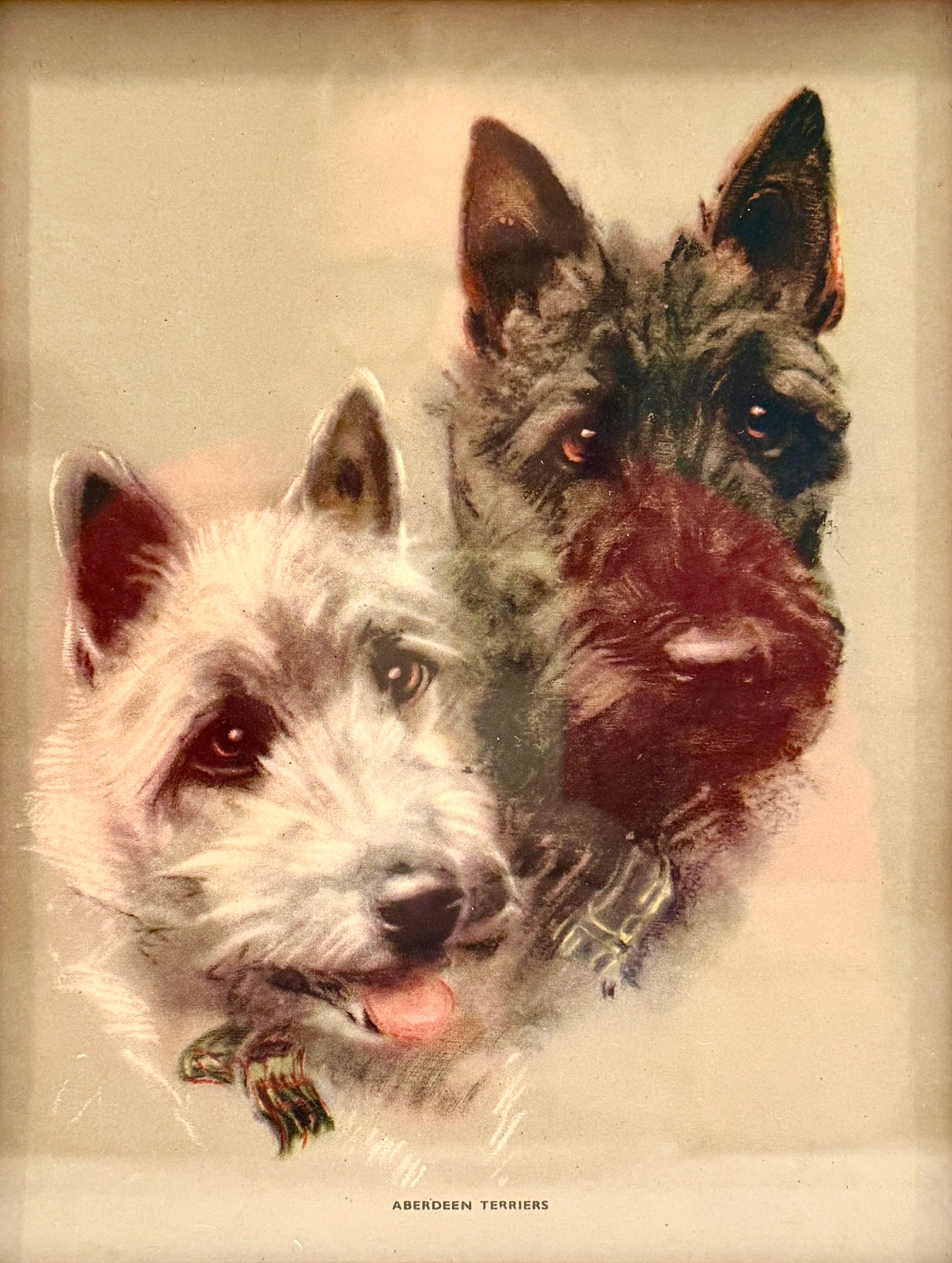 Vintage Print of Aberdeen Terriers (Cairn Terriers)