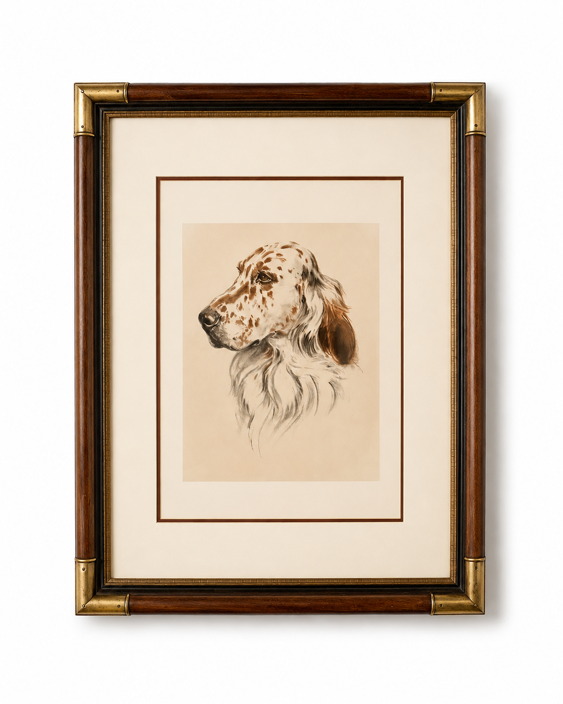Antique English Setter Head Study Print, Framed with Brass Corners