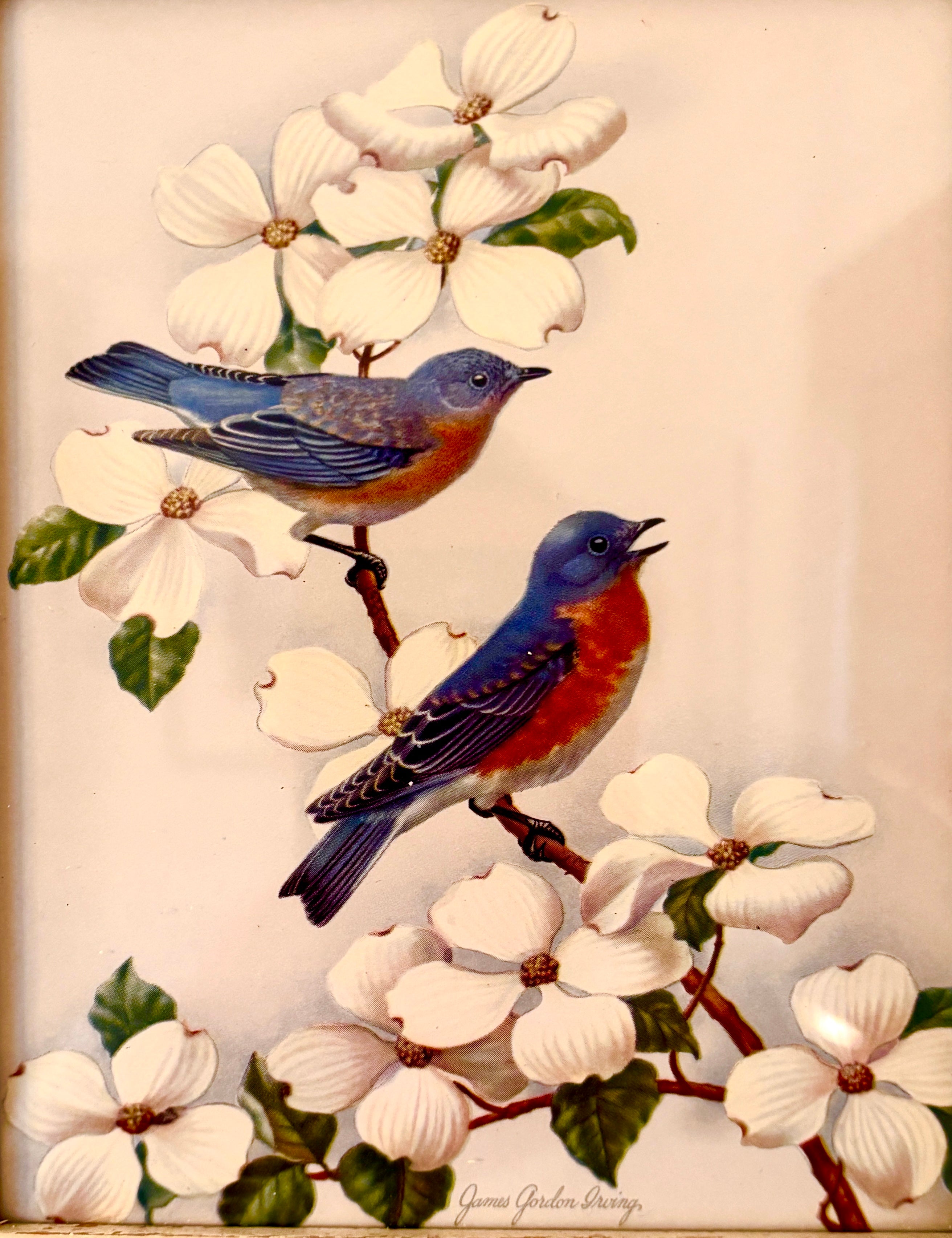 Vintage Blue Bird and Dogwood Print I.