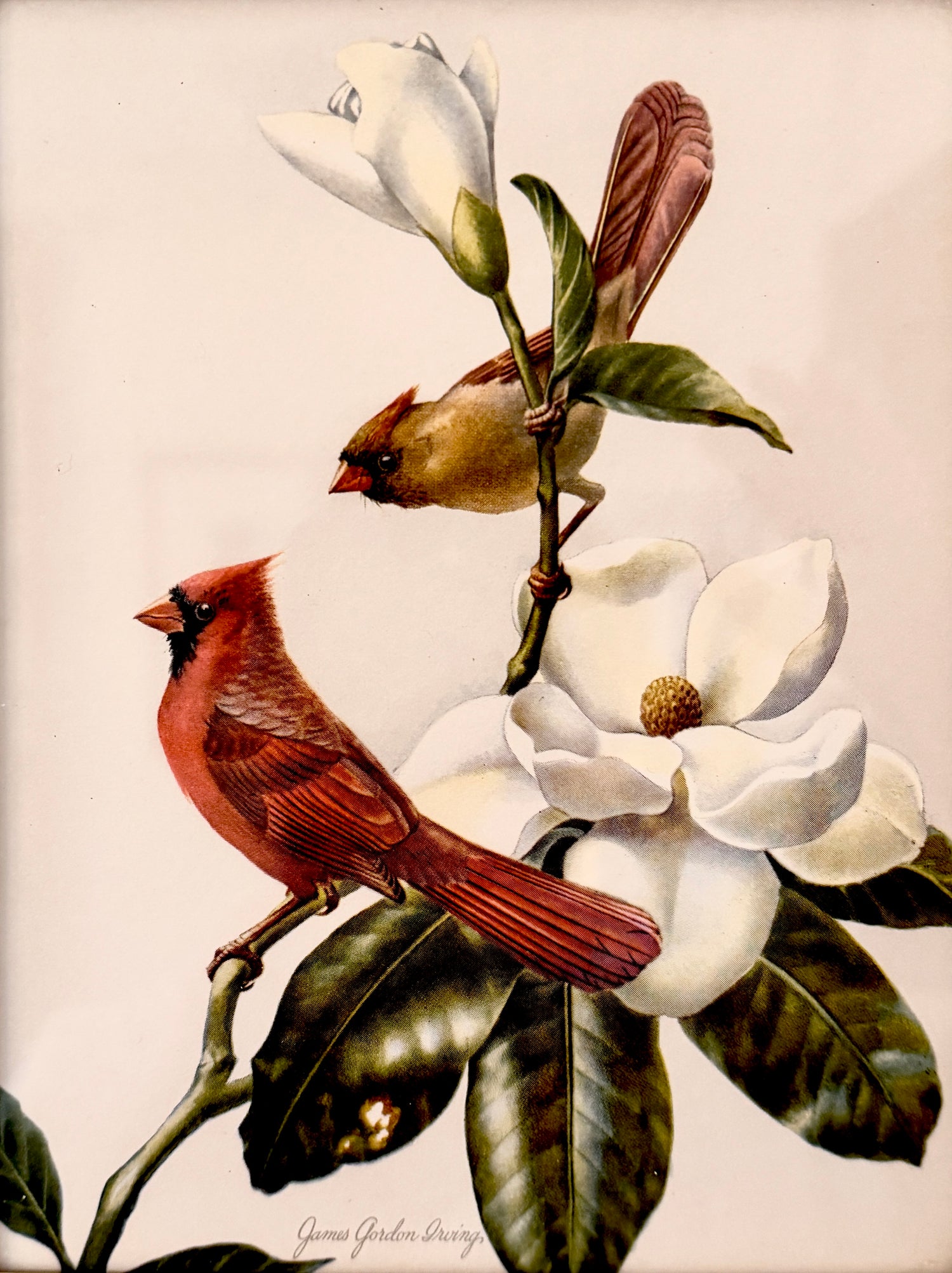 Vintage Cardinals and Magnolia Print I. 8&quot; x 6.5&quot;