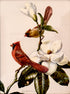 Vintage Cardinals and Magnolia Print I. 8" x 6.5"