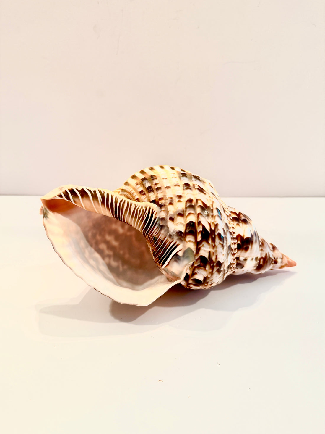 Large Spotted Triton Shell (Charonia nodifera)