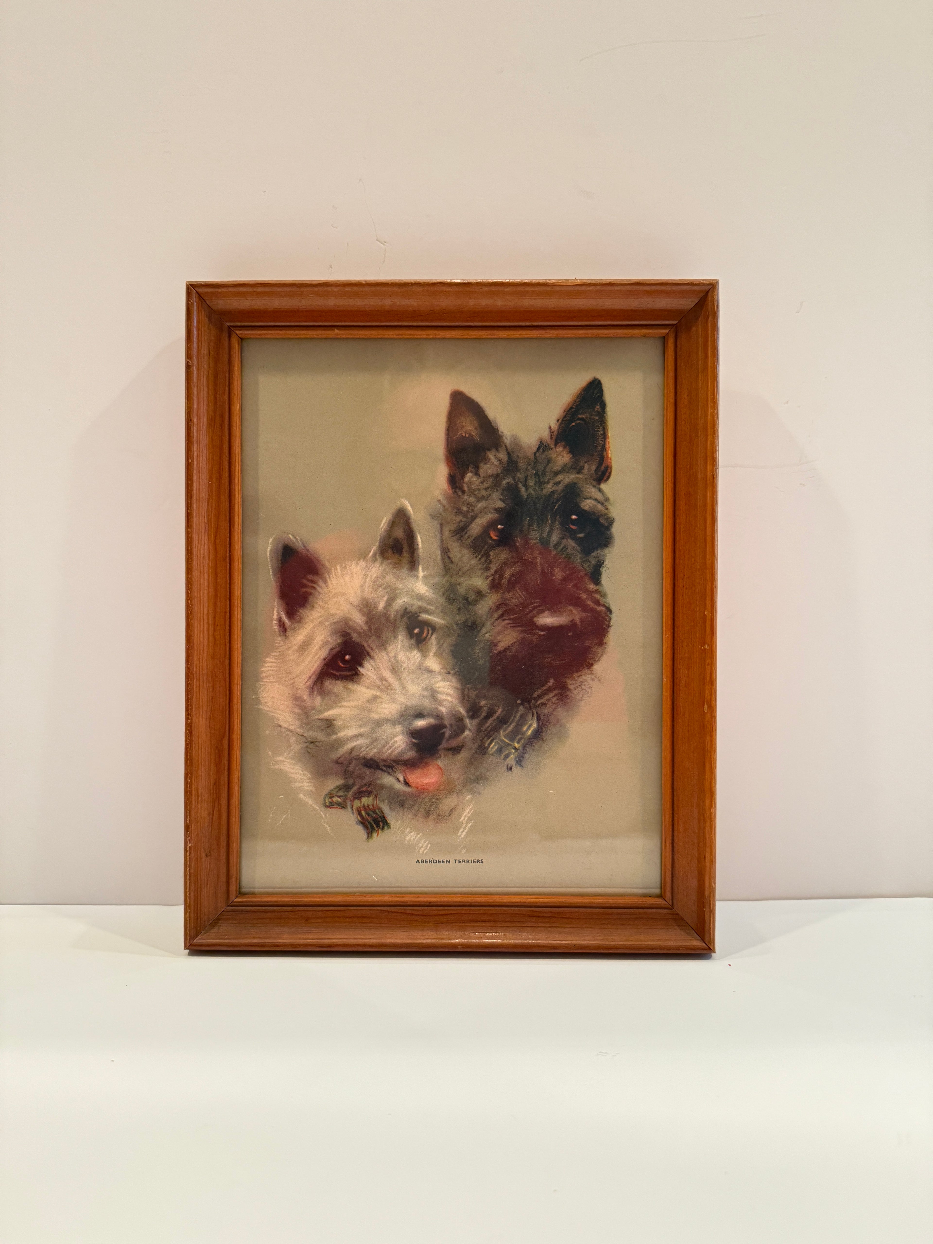 Vintage Print of Aberdeen Terriers (Cairn Terriers)