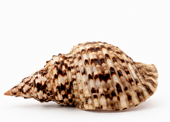 Grande conchiglia di tritone maculato (Charonia nodifera)