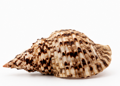 Grande conchiglia di tritone maculato (Charonia nodifera)
